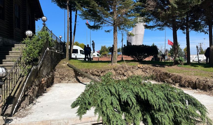 RİZE ÇAYELİ‘NDE AĞAÇ KATLİAMI!!!