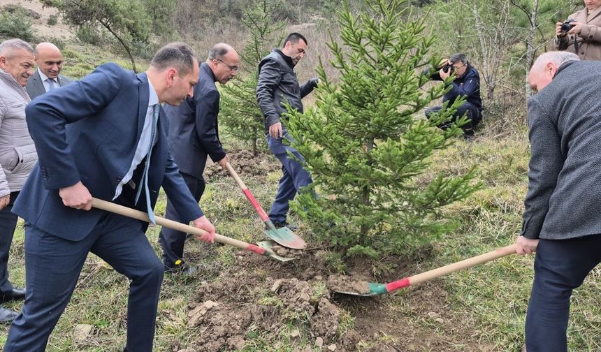 Bartın'da hükümlüler fidan dikti