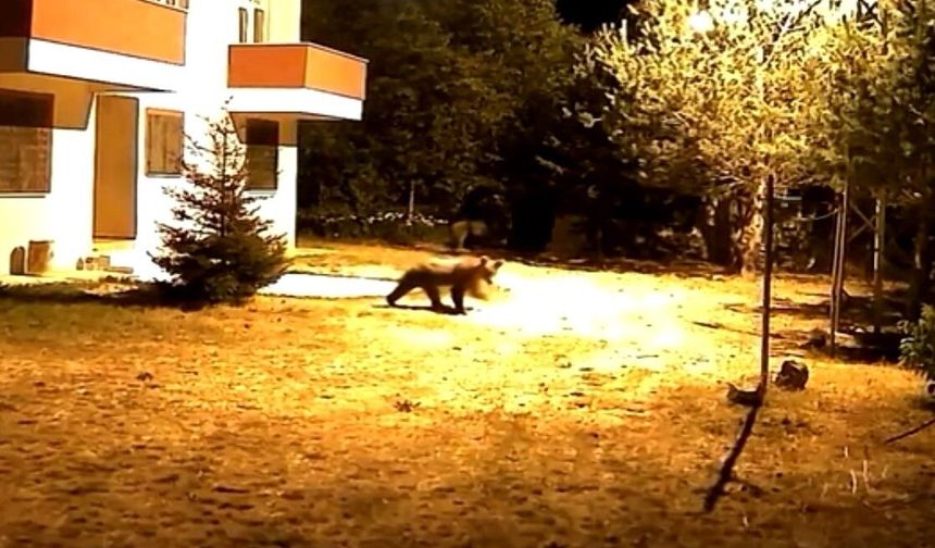 Gümüşhane'de alarm sesine aldırış etmeyen iki ayı görüntülendi