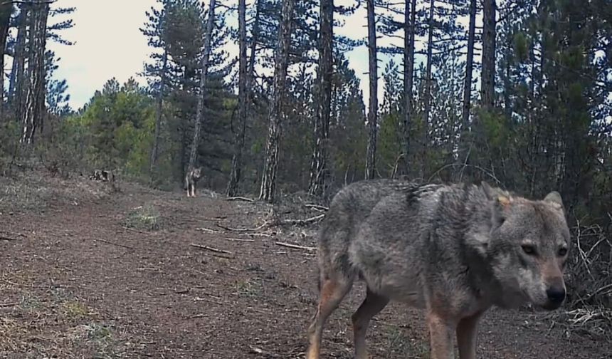 Yerleşim yerlerine inen yaban hayvanları kamerada