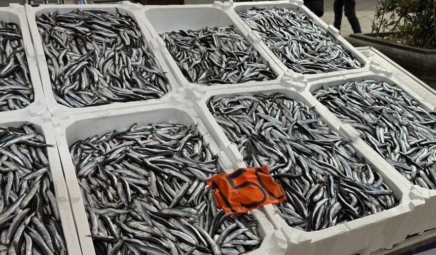 Tezgahlarda hamsinin son günleri