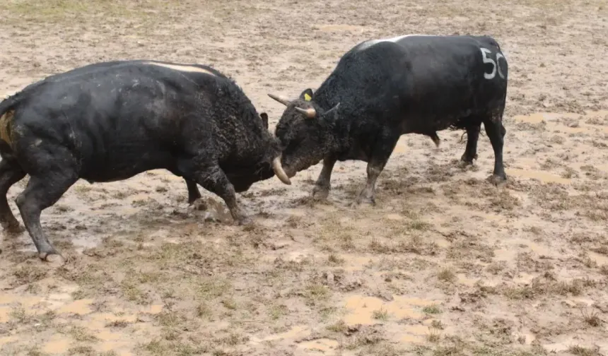 BU GÜREŞLER REKOR KIRIYOR