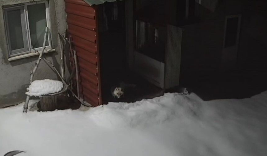 Bayburt'ta vaşaktan sonra bu kez tilki tavşan avladı