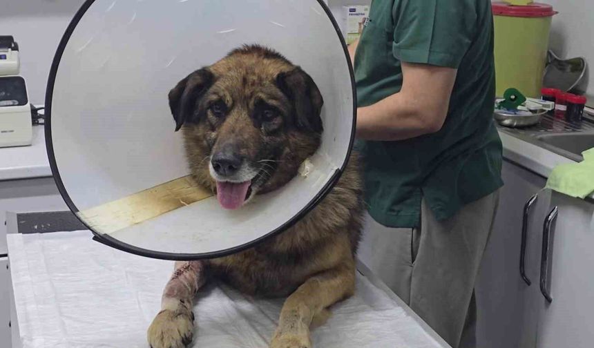 Havladığı için 4 kurşunla vurulan köpek hayata tutundu; Adını 'Kurşun' koydular
