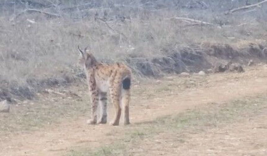 Kastamonu'da ormanda dolaşan vaşak görüntülendi