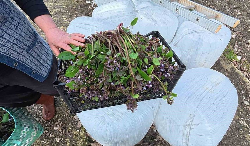 Sinop'ta bahar aylarının lezzeti: Zılbıt pazarlarda ilgi görüyor