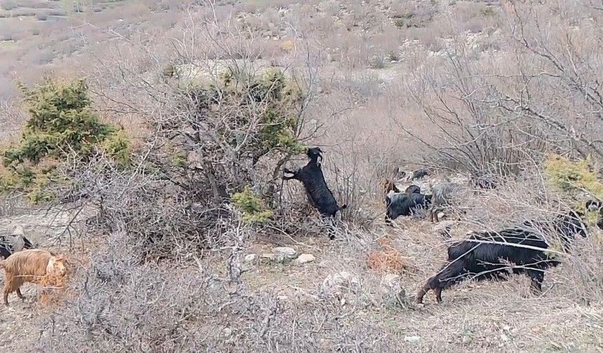 Çoban, baharı da türküyle karşıladı