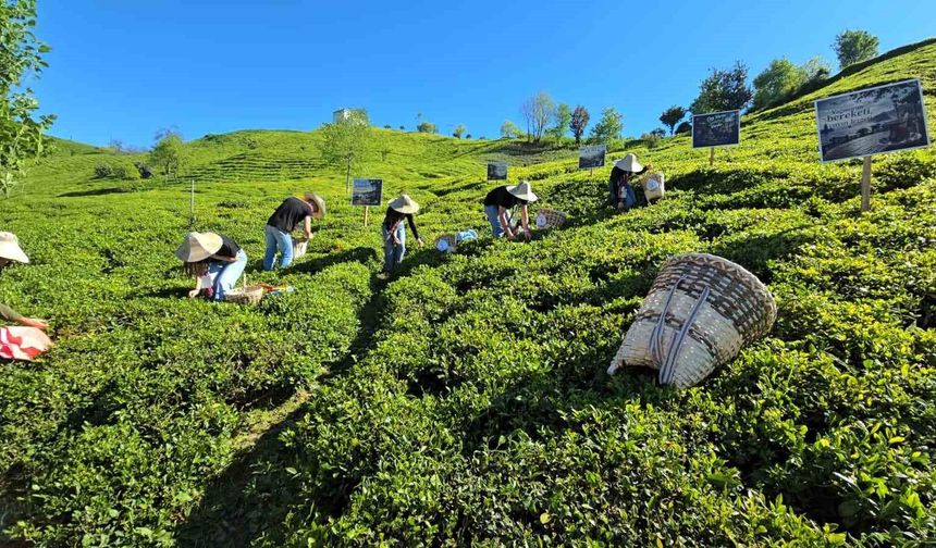 Çay sezonu karşılama programı düzenlendi