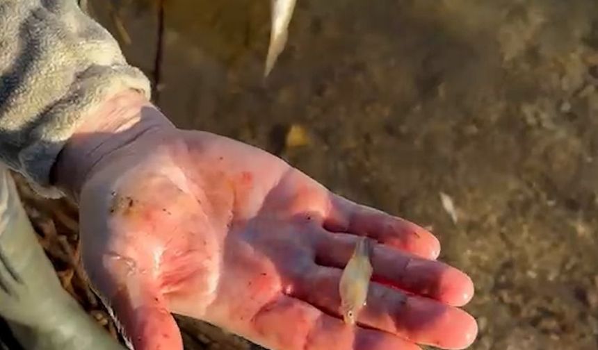 Tuttuğu balığın içinden bir sürü balık çıktı: 'Ne kadar çok yemiş'