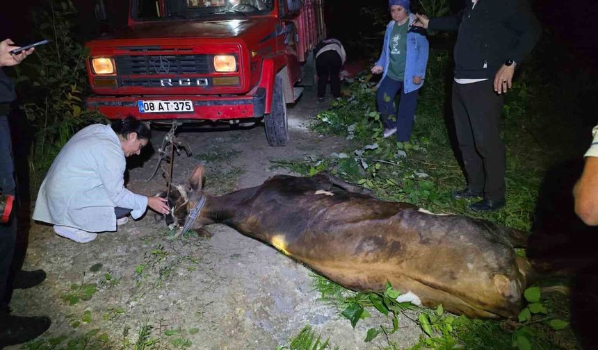 Artvin'de uçuruma yuvarlanan inek ekiplerin çabasıyla kurtarıldı