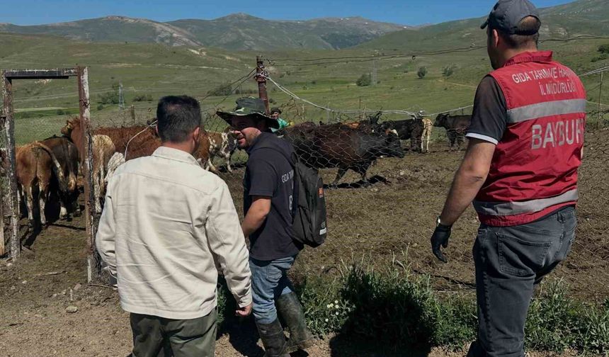 Aydıntepe'de üreticiye 15 ithal angus düve teslim edildi