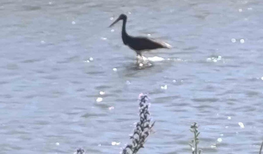 Çoruh Nehri'nde balık avlayan kara leylek kamerada