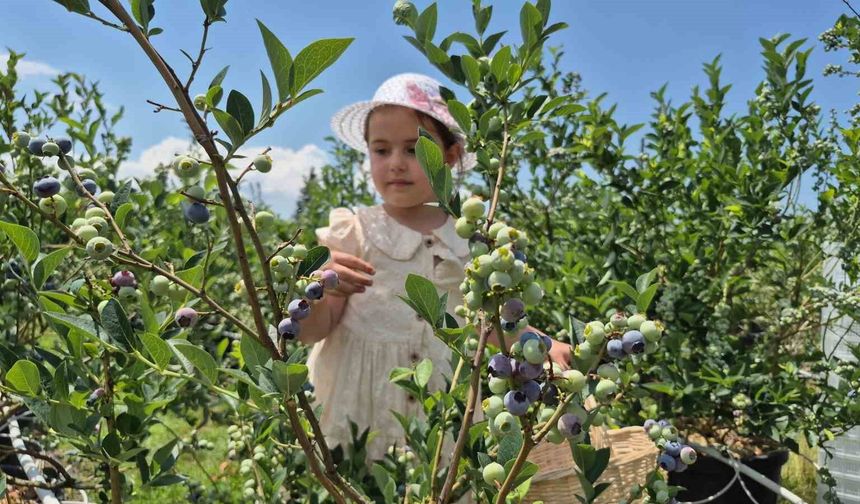 İlahiyat fakültesi öğrencisinden tarımda başarı hikayesi