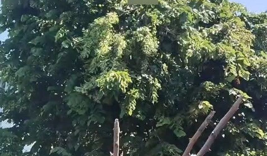 Ihlamur toplarken elektrik akımına kapıldı!