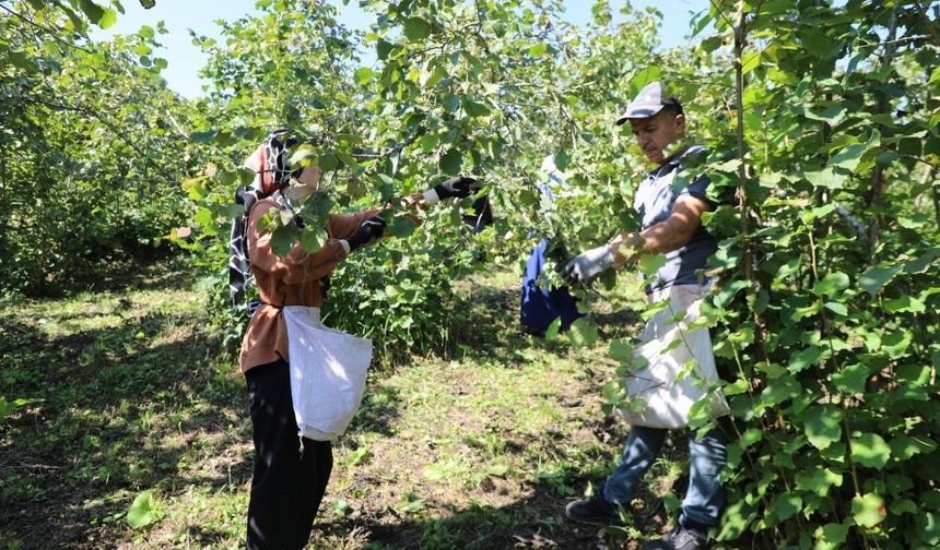 ‘Fındık Dalda, Aklın İşçide Kalmasın’ projesi 7’nci sezonunda