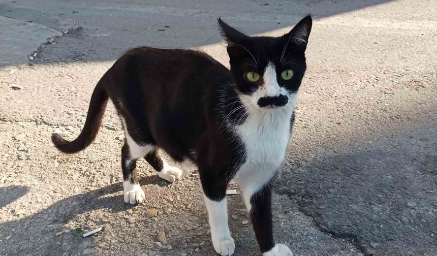 "Pala bıyıklı kedi" görenlerin dikkatini çekiyor