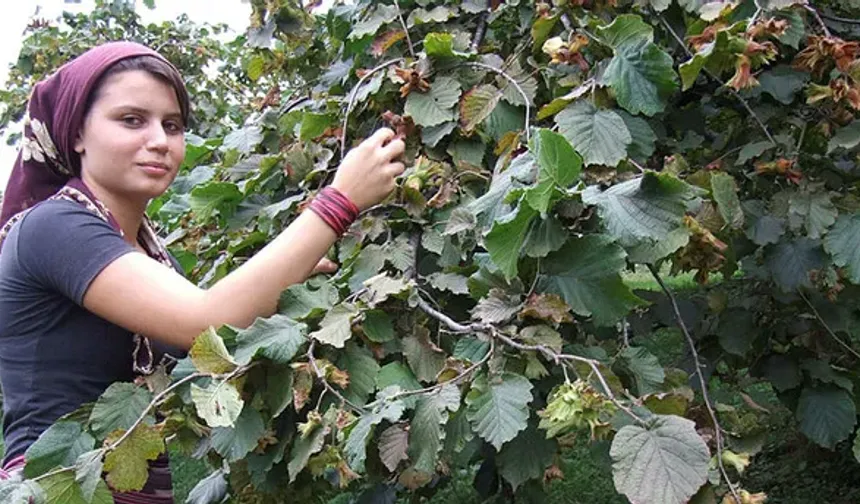 KARADENİZ FINDIĞI BU SEZON KOKARCADAN KURTULDU