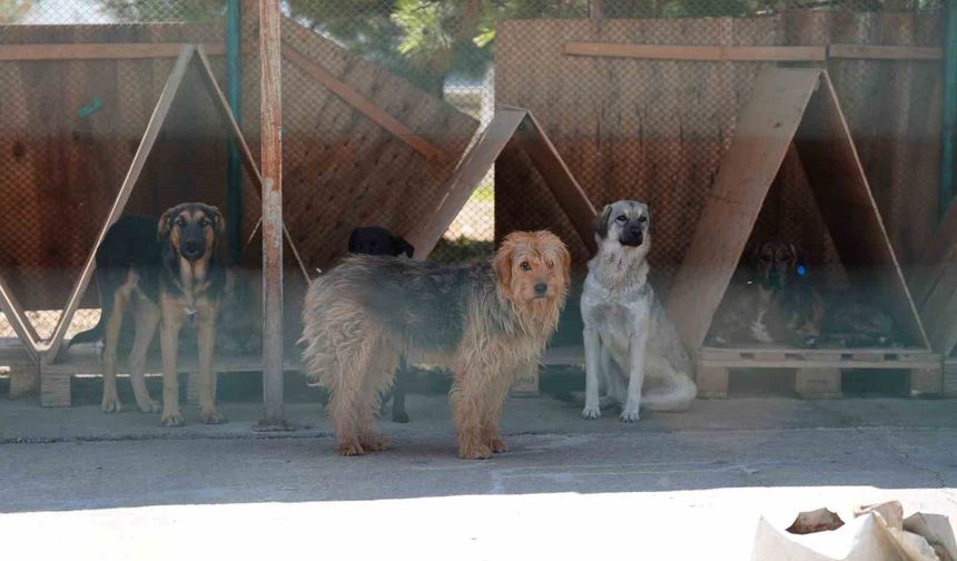 Bolu'da 8 ayda 621 kedi ve köpek sahiplendirildi