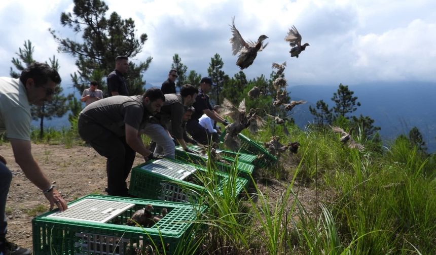 400 sülün Artvin'in Arhavi ilçesinde doğaya salındı