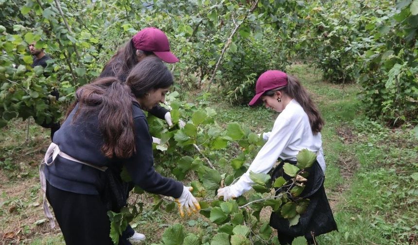 Mardinli gençler Ordu'yu her yönüyle tanıyıp, fındık tarımını öğreniyor