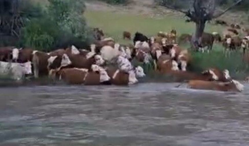 Sürü halinde suya girdiler, Kelkit Çayı'nı yüzerek geçtiler