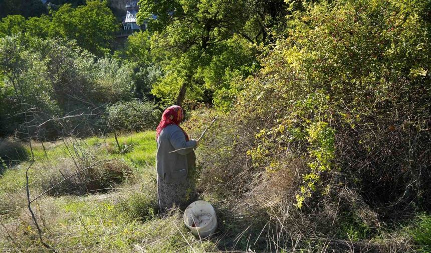 Dikenli dallardan sofralara kuşburnunun zahmetli yolculuğu
