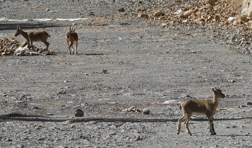 Yaban keçileri yol kenarında sürü halinde görüntülendi