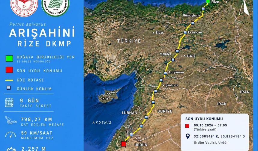 Rize'de doğaya salınmıştı, 9 günde Ürdün'e ulaştı