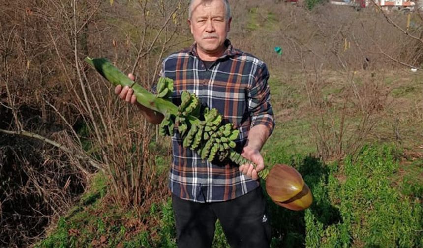 BULANCAK'TA BAHÇEDE MUZ SÜRPRİZİ