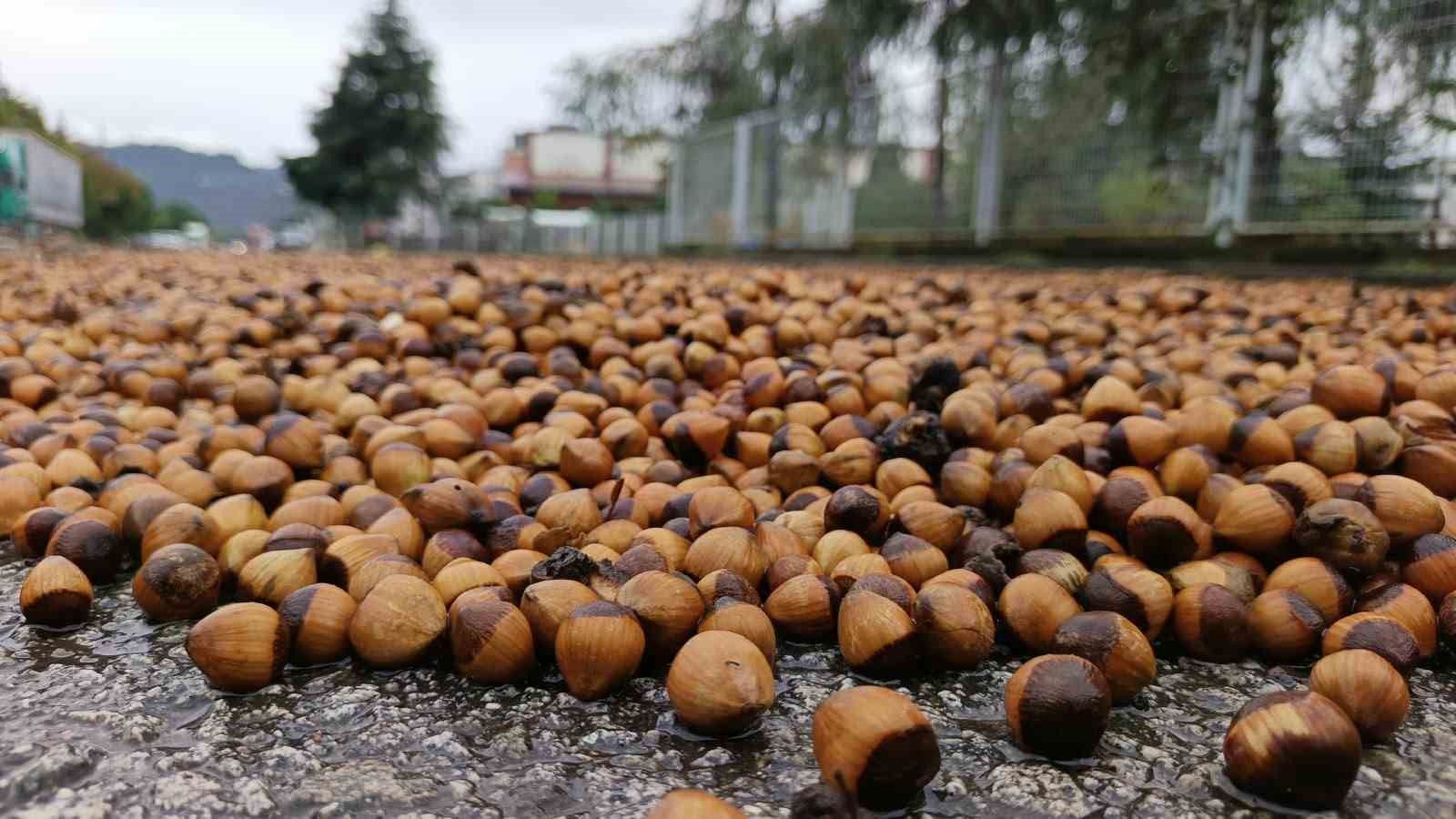 Ordu'da fındık üreticilerinin yağmur mesaisi