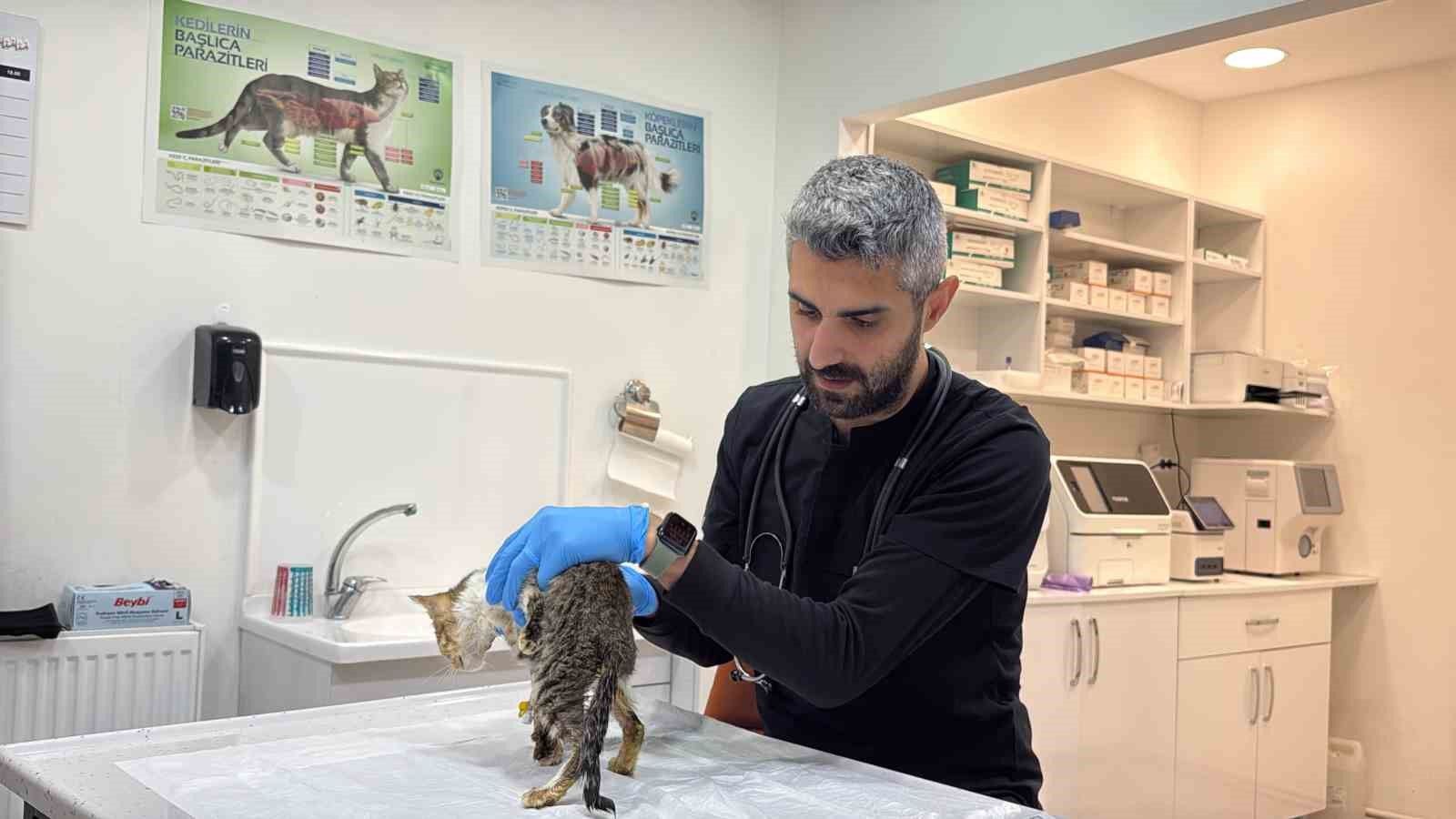 Tokat'ta binlerce kişiyi hastanelik eden şikayetler kedi ve köpeklerde de görüldü