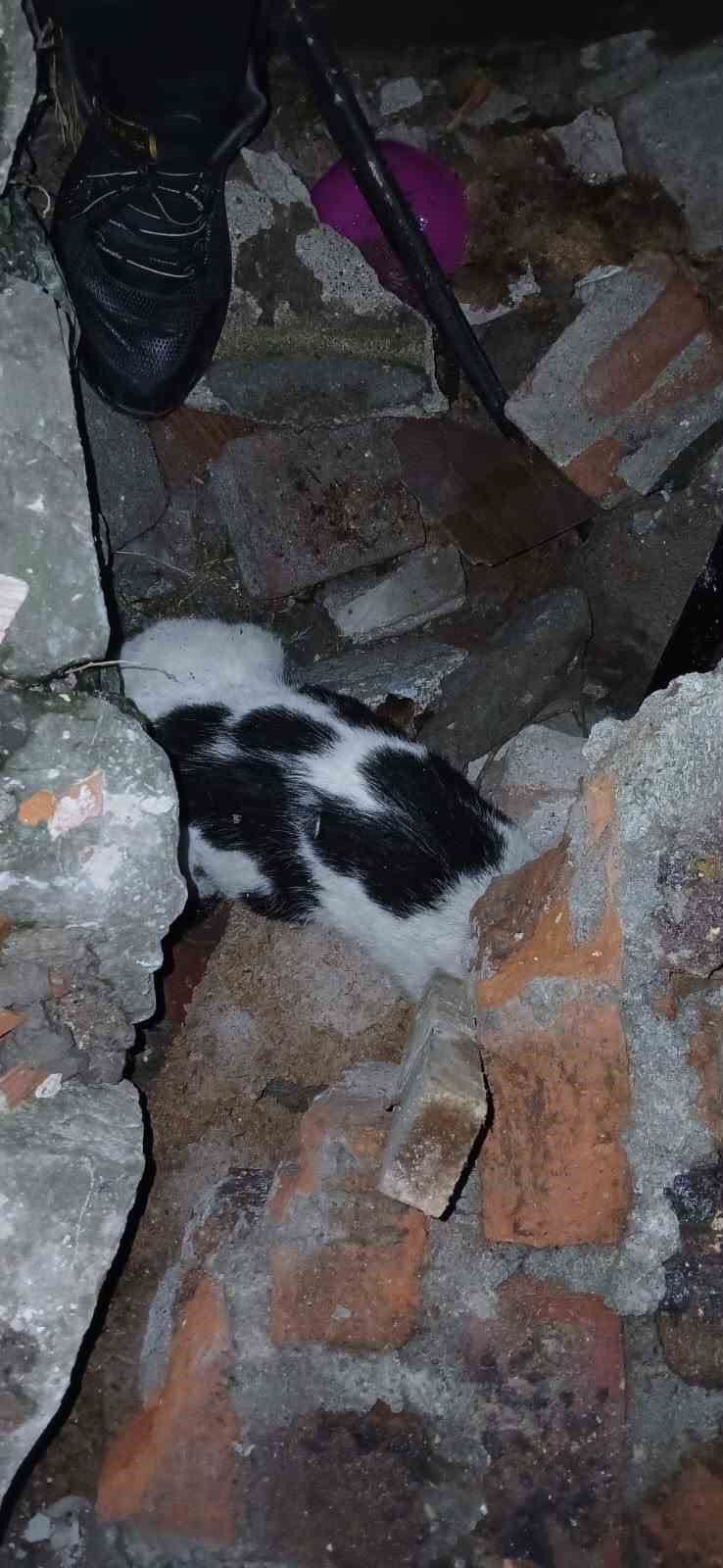 Zonguldak'ta enkazdan kurtarılan kedi tedavi altına alındı